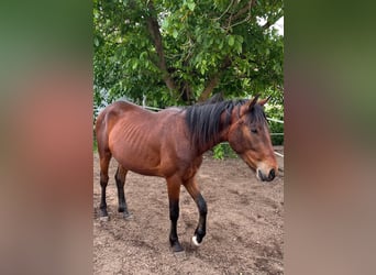 Caballo cuarto de milla Mestizo, Caballo castrado, 2 años, 140 cm, Castaño oscuro