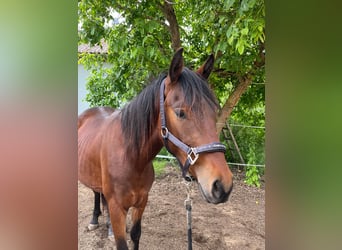 Caballo cuarto de milla Mestizo, Caballo castrado, 2 años, 140 cm, Castaño oscuro