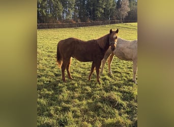 Caballo cuarto de milla, Caballo castrado, 2 años, 146 cm