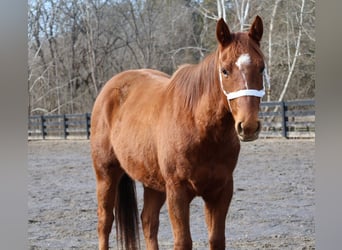 Caballo cuarto de milla, Caballo castrado, 2 años, 147 cm, Alazán rojizo