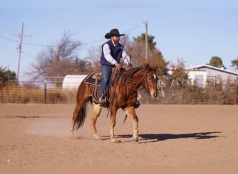 Caballo cuarto de milla, Caballo castrado, 2 años, 147 cm, Alazán rojizo