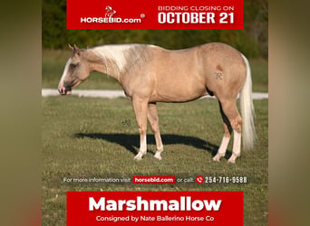 Caballo cuarto de milla, Caballo castrado, 2 años, 147 cm, Palomino