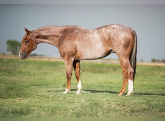 Caballo cuarto de milla, Caballo castrado, 2 años, 147 cm, Ruano alazán