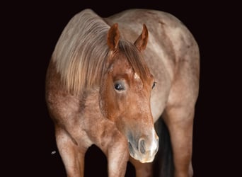 Caballo cuarto de milla, Caballo castrado, 2 años, 147 cm, Ruano alazán