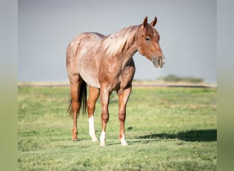 Caballo cuarto de milla, Caballo castrado, 2 años, 147 cm, Ruano alazán