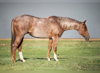 Caballo cuarto de milla, Caballo castrado, 2 años, 147 cm, Ruano alazán
