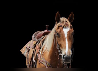 Caballo cuarto de milla, Caballo castrado, 2 años, 147 cm, Ruano alazán