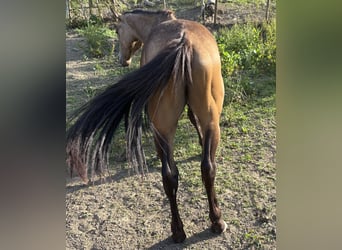 Caballo cuarto de milla, Caballo castrado, 2 años, 148 cm, Castaño rojizo