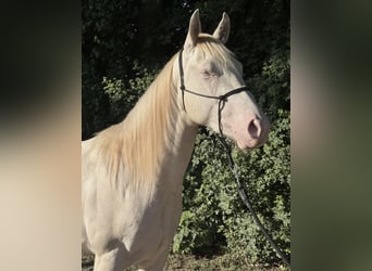 Caballo cuarto de milla, Caballo castrado, 2 años, 148 cm, Cremello