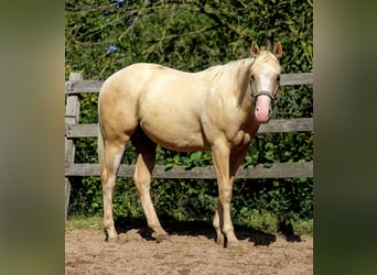 Caballo cuarto de milla, Caballo castrado, 2 años, 148 cm, Palomino