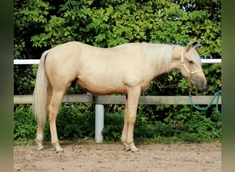 Caballo cuarto de milla, Caballo castrado, 2 años, 148 cm, Palomino