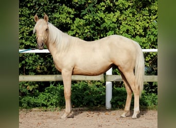 Caballo cuarto de milla, Caballo castrado, 2 años, 148 cm, Palomino