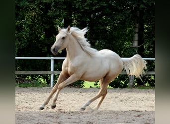 Caballo cuarto de milla, Caballo castrado, 2 años, 148 cm, Palomino