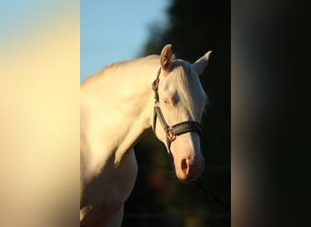 Caballo cuarto de milla, Caballo castrado, 2 años, 149 cm, Cremello