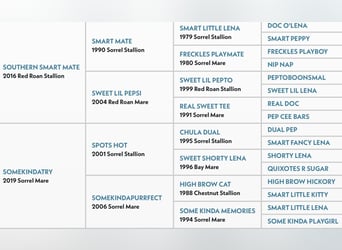 Caballo cuarto de milla, Caballo castrado, 2 años, 150 cm, Alazán rojizo