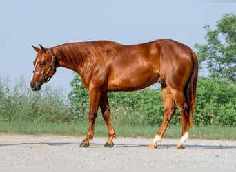 Caballo cuarto de milla, Caballo castrado, 2 años, 150 cm, Alazán rojizo