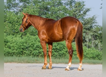 Caballo cuarto de milla, Caballo castrado, 2 años, 150 cm, Alazán rojizo