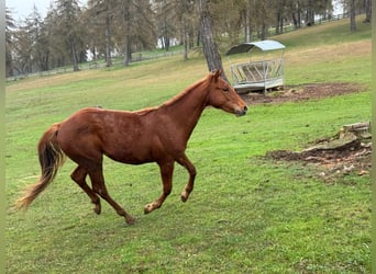 Caballo cuarto de milla, Caballo castrado, 2 años, 150 cm, Alazán-tostado