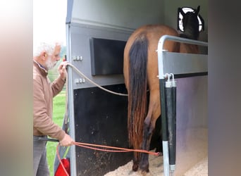 Caballo cuarto de milla, Caballo castrado, 2 años, 150 cm, Buckskin/Bayo