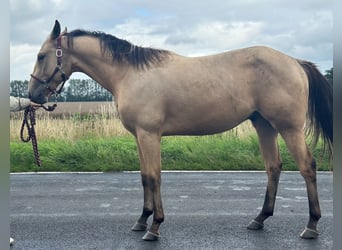 Caballo cuarto de milla, Caballo castrado, 2 años, 150 cm, Buckskin/Bayo