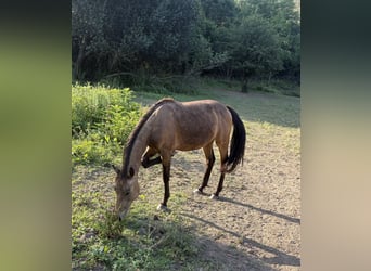 Caballo cuarto de milla, Caballo castrado, 2 años, 150 cm, Castaño rojizo
