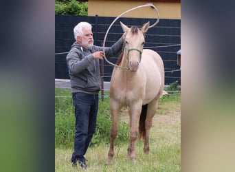 Caballo cuarto de milla, Caballo castrado, 2 años, 150 cm, Champán