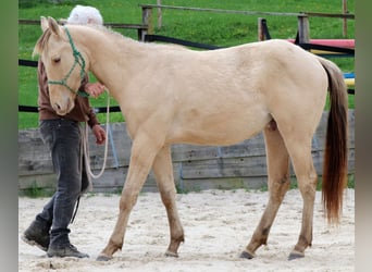 Caballo cuarto de milla, Caballo castrado, 2 años, 150 cm, Champán