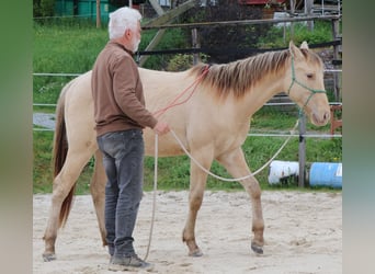 Caballo cuarto de milla, Caballo castrado, 2 años, 150 cm, Champán