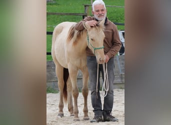Caballo cuarto de milla, Caballo castrado, 2 años, 150 cm, Champán