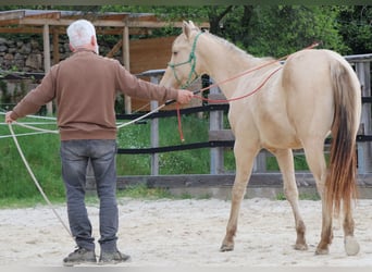 Caballo cuarto de milla, Caballo castrado, 2 años, 150 cm, Champán