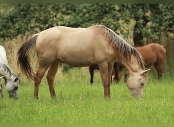 Caballo cuarto de milla Mestizo, Caballo castrado, 2 años, 150 cm, Champán