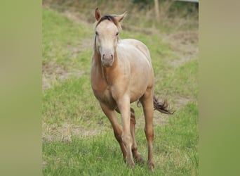 Caballo cuarto de milla Mestizo, Caballo castrado, 2 años, 150 cm, Champán