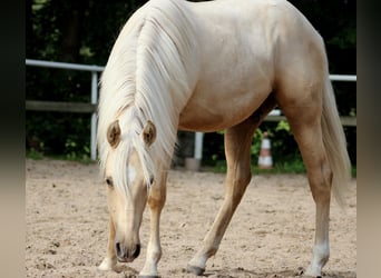 Caballo cuarto de milla, Caballo castrado, 2 años, 150 cm, Palomino