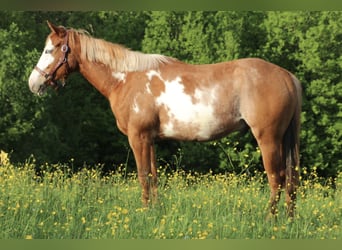Caballo cuarto de milla, Caballo castrado, 2 años, 150 cm, Pío
