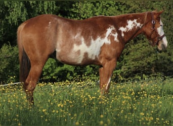 Caballo cuarto de milla, Caballo castrado, 2 años, 150 cm, Pío