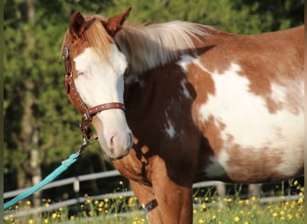 Caballo cuarto de milla, Caballo castrado, 2 años, 150 cm, Pío