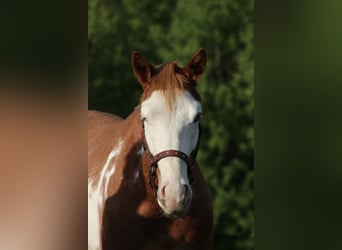 Caballo cuarto de milla, Caballo castrado, 2 años, 150 cm, Pío