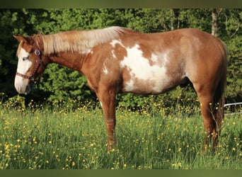 Caballo cuarto de milla, Caballo castrado, 2 años, 150 cm, Pío