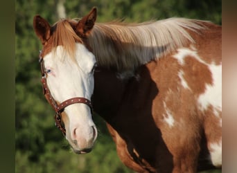 Caballo cuarto de milla, Caballo castrado, 2 años, 150 cm, Pío