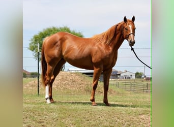 Caballo cuarto de milla, Caballo castrado, 2 años, 152 cm, Alazán rojizo