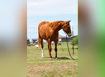 Caballo cuarto de milla, Caballo castrado, 2 años, 152 cm, Alazán rojizo