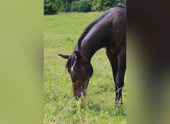 Caballo cuarto de milla, Caballo castrado, 2 años, 152 cm, Castaño oscuro