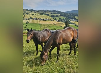 Caballo cuarto de milla, Caballo castrado, 2 años, 152 cm, Castaño oscuro