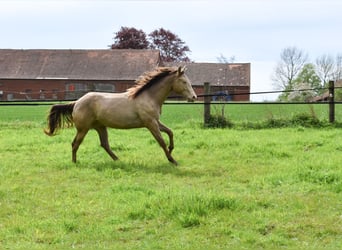 Caballo cuarto de milla, Caballo castrado, 2 años, 152 cm, Champán