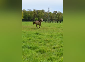 Caballo cuarto de milla, Caballo castrado, 2 años, 152 cm, Champán