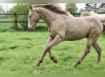 Caballo cuarto de milla, Caballo castrado, 2 años, 152 cm, Champán