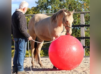 Caballo cuarto de milla, Caballo castrado, 2 años, 152 cm, Champán