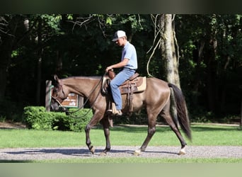 Caballo cuarto de milla, Caballo castrado, 2 años, 152 cm, Grullo