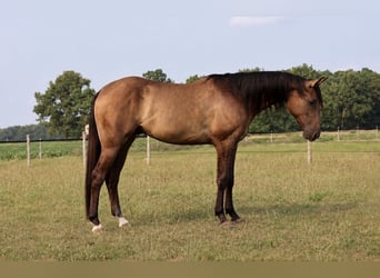 Caballo cuarto de milla, Caballo castrado, 2 años, 152 cm, Grullo