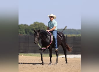 Caballo cuarto de milla, Caballo castrado, 2 años, 152 cm, Negro